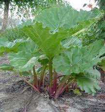 This was good use of 3 cups of rhubarb. How To Harvest Prepare Rhubarb For Cooking Baking Freezing Delishably