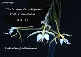 Image result for Orthochilus mechowii