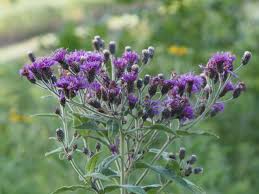 Image result for Vernonia guineensis