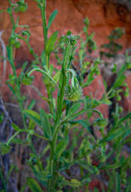 Image result for Laggera crispata