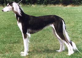 Black And White Hound Saluki Windhund Barsoi Windhunde