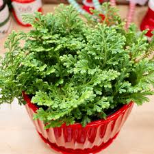 Image result for Selaginella kraussiana