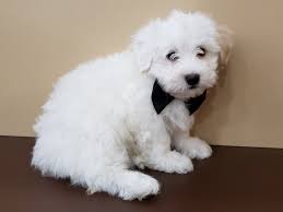 The cavapoo is an adaptable dog that adjusts to various lifestyles. Havapoo Dog Male White Cream Markings 2640961 Petland Hoffman Estates