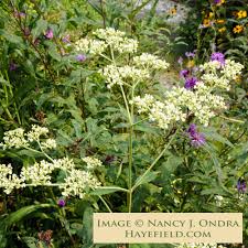 Image result for Habenaria villosa