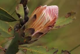 Image result for Protea wentzeliana