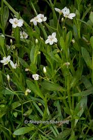 Image result for Montia