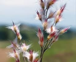 Image result for Melinis repens