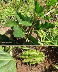 Image result for Harpagophytum zeyheri