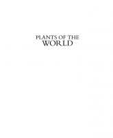 Image result for Ptycholobium plicatum