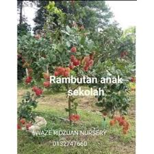 Rambutan rambutan gula batu rm60 rambutan gading rm60 rambutan anak sekolah rm60 pulasan rm60. Anak Pokok Rambutan Anak Sekolah Buah Merah Saiz Pokok Lebih 1 Kaki Shopee Malaysia