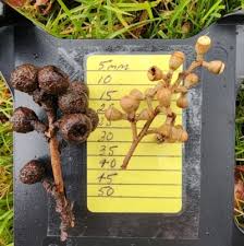 Image result for Eucalyptus cloeziana