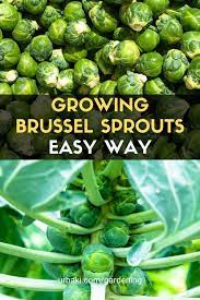 Pin On Gardening Planting Vegetables Brussel Sprouts Brussel Sprout Plant Harvesting Brussel Sprouts
