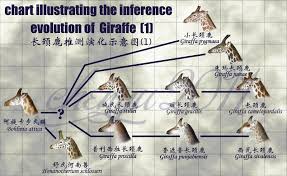 Inference Evolution Of Giraffe By Sinammonite Deviantart Com