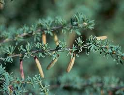 Image result for Vigna pygmaea