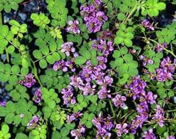 Image result for Indigofera dyeri