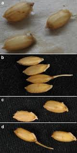 I like to write articles containing handy gardening tips, secrets, and gene. Dehiscence Method A Seed Saving Quick And Simple Viability Assessment In Rice Plant Methods Full Text