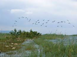 Image result for Pycreus fluminalis