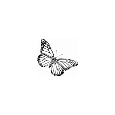 Butterfly Drawings From The Beauty Of Nature Found On Polyvore Tattoos Butterfly Tattoo Body Art Tattoos