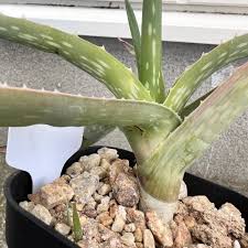 Image result for Aloe veseyi