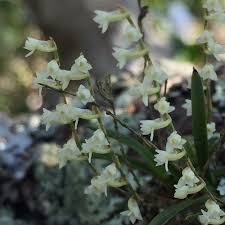 Image result for Angraecum chamaeanthus