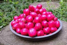 Umumnya, manfaat buah mahkota dewa ini dapat anda dapatkan dengan cara meminum air rebusannya, buah kering hingga ekstrak dalam kapsul. Ternyata Begini Cara Panen Mahkota Dewa Artikel Pertanian Terbaru Berita Pertanian Terbaru