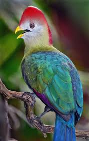 Birds With Red Crested Heads Redhead Birds Bird Pictures Most Beautiful Birds