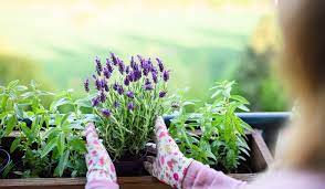 Quali sono le piante resistenti al freddo nel tuo giardino? Piante Da Esterno Resistenti Al Sole E Al Freddo Scoprile