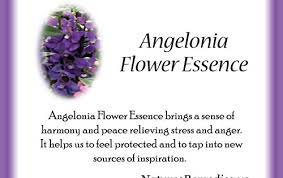 Angelonia Flower Essence Nature S Remedies Flower Essences Natural Remedies Flower Remedy