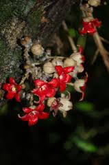 Image result for Dinophora spenneroides