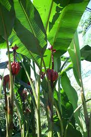 Image result for Musa acuminata