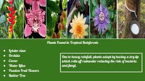Tropical Rainforests By Kamryn Harris Interesting Facts About Tropical Rainforests About Of Natural Medicines Have Been Discovered In Rainforests Ppt Download