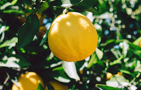 Epingle Sur Jardin Et Potager Bio