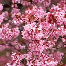 The flowers bloom before the foliage appears. Okame Flowering Cherry Prunus Okame In Selma North Carolina Nc At Dewayne S