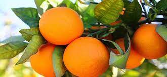 Cuadruplican Productividad De Naranja Imagen Agropecuaria