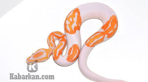 Check spelling or type a new query. Kode Alam Ular Menurut Pakar Primbon Dan Deret Angka 2d 3d 4d