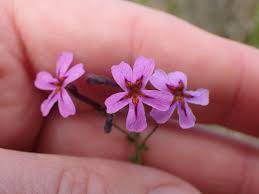 Image result for Jamesbrittenia huillana