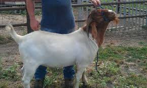 Titan Boer Goats Goats Animals In the means of attaining nutrition, titans absorb. pinterest