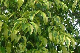 Image result for Ligustrum lucidum