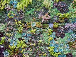 However, natural grass has several downfalls when considered for this use. Sedum Sarmentosum Hgtv