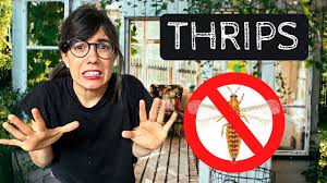 Thrips are tiny insects that are easily dislodged by hard blasts of water. Get Rid Of Thrips How To Get Rid Of Thrips Youtube