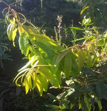 Image result for Agarista salicifolia