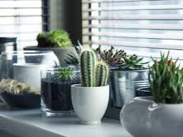How can i replant the top? How To Repot A Cactus Howto Cactus Cactussen Elise