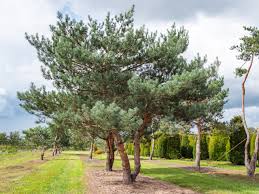 Image result for Pinus