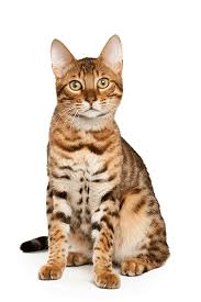 The Complete Guide To Bengal Cats In 2017
