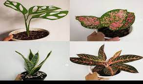 Tanaman ini asli dari hutan hujan tropis, oleh karena itu lebih menyukai kondisi lingkungan yang mirip dengan hutan hujan tropis. 6 Tanaman Hias Yang Harganya Naik Sejak Pandemi