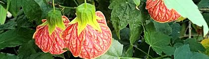 Image result for Abutilon sp.no.2