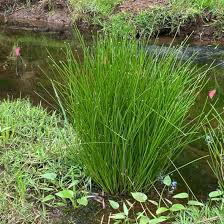Image result for Eleocharis naumanniana