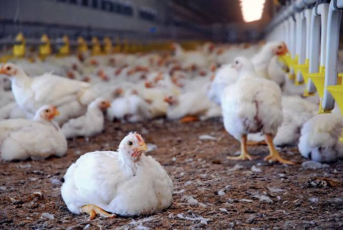 USD 540,855 project to test antibiotic alternatives on Pakistani poultry farms