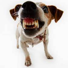 Rage Syndrome In Dogs Spaniels Safepets Uk Dog Trainers Cat Dog Behaviourist