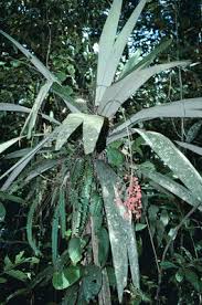 Image result for Psychotria sublyrata